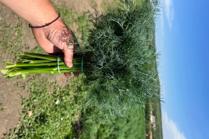 Продаю укроп відмінної якості- фото № 1