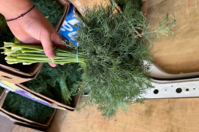 Продаю укроп відмінної якості- фото № 2