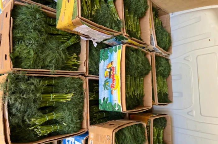 Продаю укроп відмінної якості- фото № 3