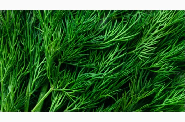 Закупівля кріпа оптом у Києві- фото № 1