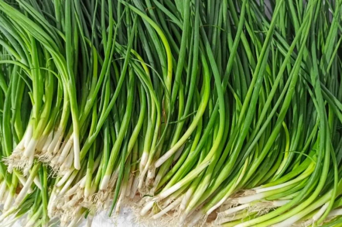 Закупка зеленой луковицы оптом в Киеве- фото № 1