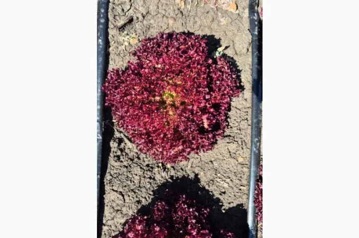 Куплю салат на постійній основі- фото № 1