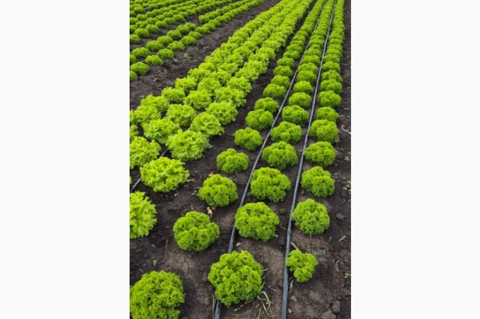 Куплю салат на постійній основі- фото № 2