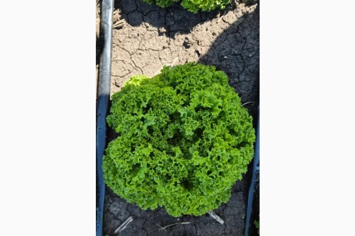 Куплю салат на постійній основі- фото № 3