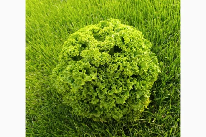 Куплю салат на постійній основі- фото № 4