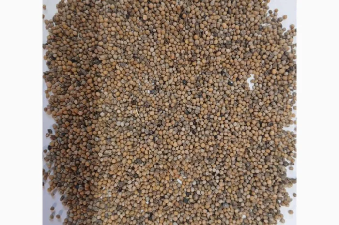 Гірчиця (не кондиція) для продажи- фото № 1