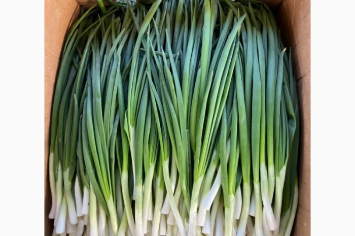 Продажа зеленой цибулі (перо) с договорной ценой- фото № 2