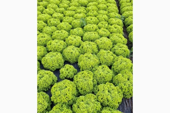 Продаж салату Лолки та іншої зелені- фото № 1