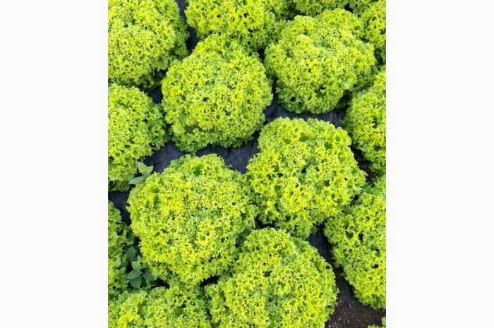 Продаж салату Лолки та іншої зелені- фото № 2