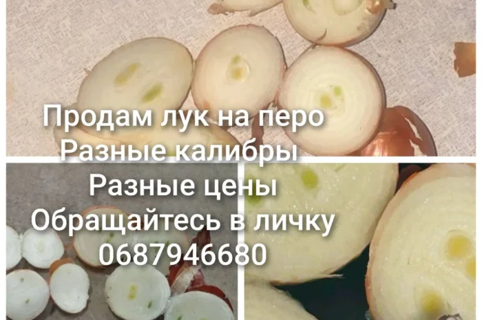 Продаю лук на вигання пера- фото № 1