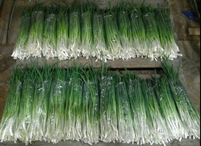 Свежий зелёный лук оптом от 100 кг до 5 тонн в неделю- фото № 1