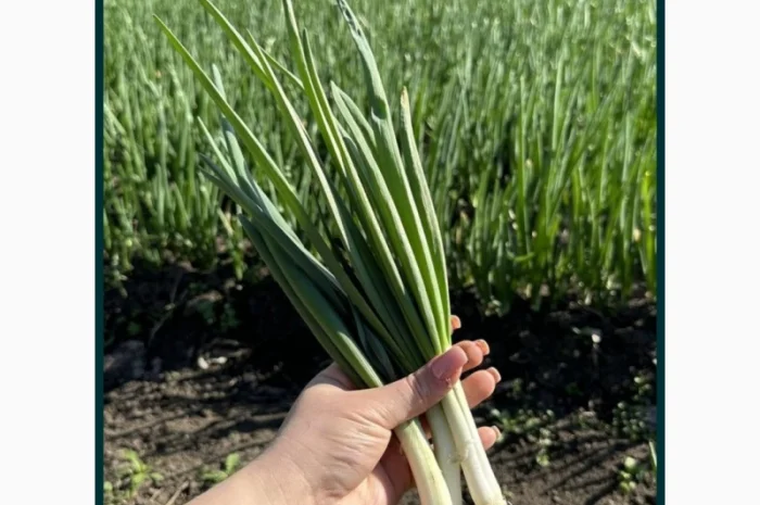 Продаю зеленую цибулю сорта Штутгарт- фото № 1