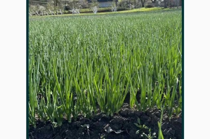 Продаю зеленую цибулю сорта Штутгарт- фото № 2