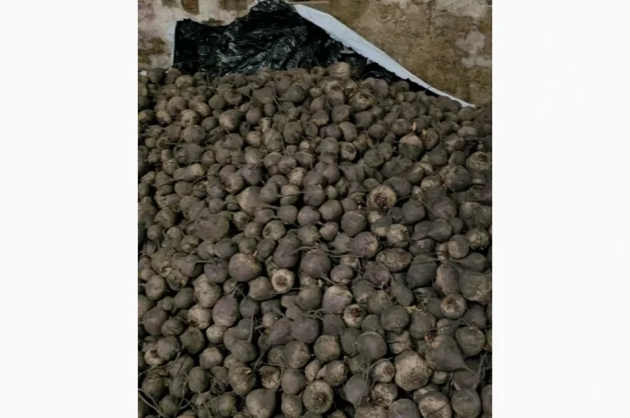 Куплю буряк сорт скарлет- фото № 2