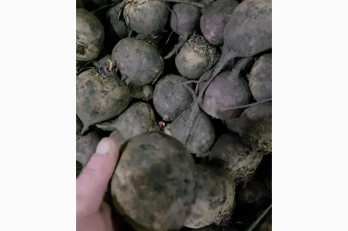 Куплю буряк сорт скарлет- фото № 3