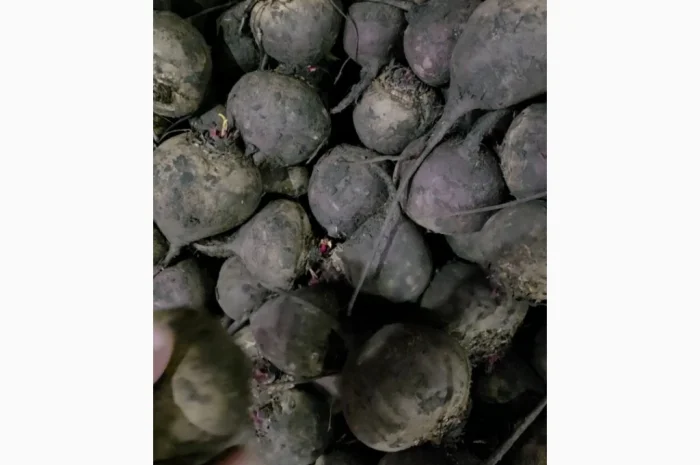 Куплю буряк сорт скарлет- фото № 4