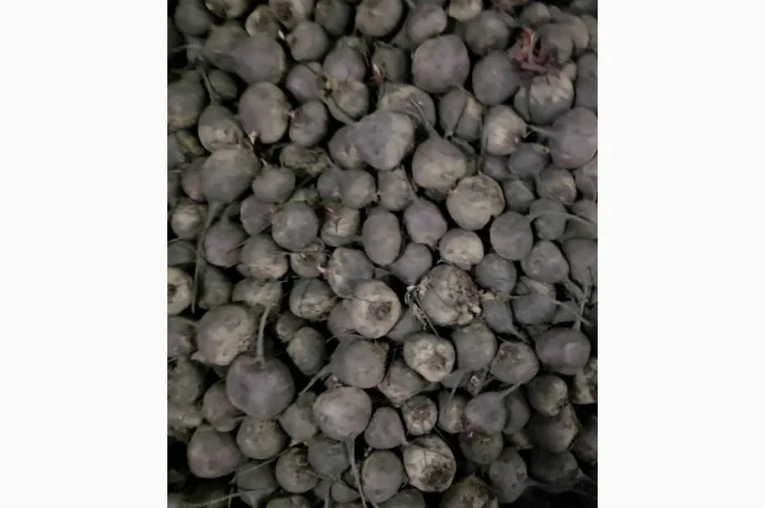 Куплю буряк сорт скарлет- фото № 5