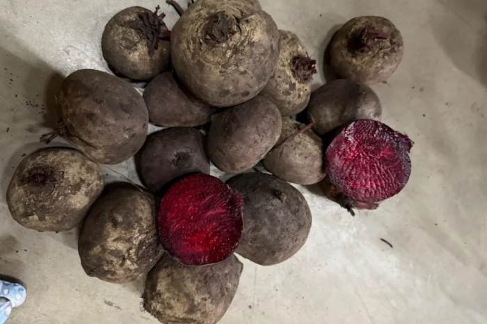 Буряк сорт Roditi на продажу- фото № 1