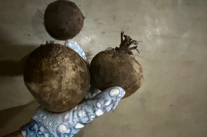 Буряк сорт Roditi на продажу- фото № 2