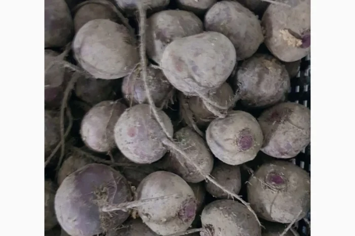 Буряк від фермерського господарства- фото № 1