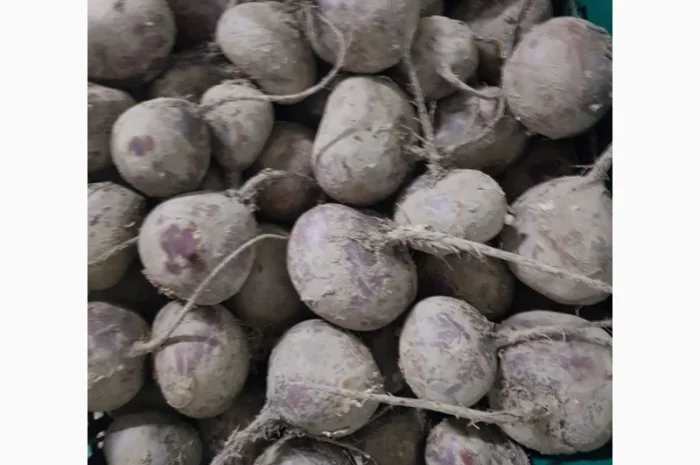 Буряк від фермерського господарства- фото № 2