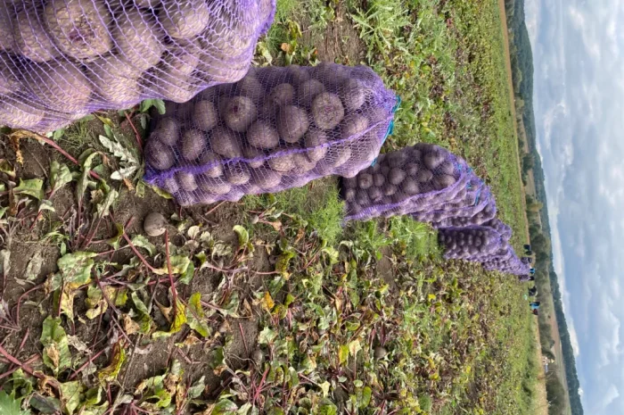 Продаж столового буряка Зеппо- фото № 2