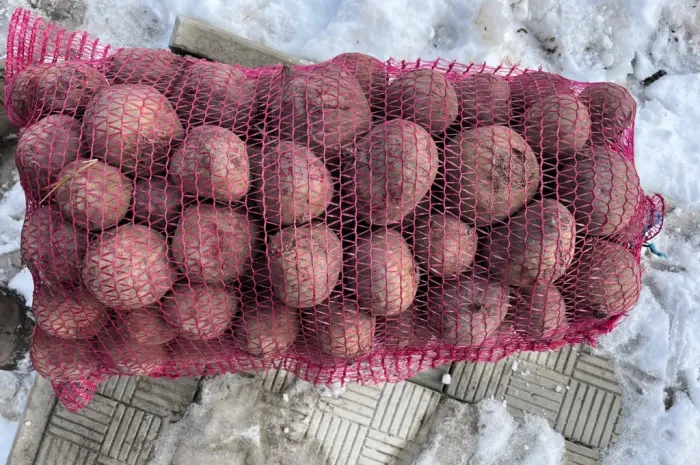 Продам буряк- фото № 1