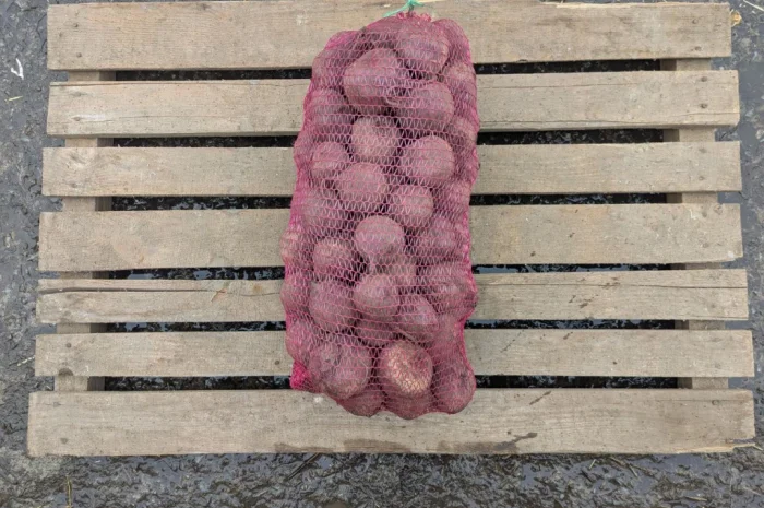 Продаж столового буряка діаметром 6-8 см- фото № 1