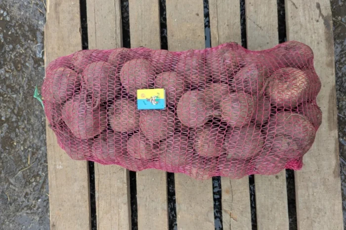 Продаж столового буряка діаметром 6-8 см- фото № 2