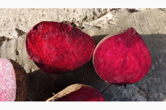 Продам буряк столовый RODITTI- фото № 3