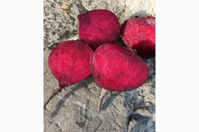 Продам буряк столовый RODITTI- фото № 1