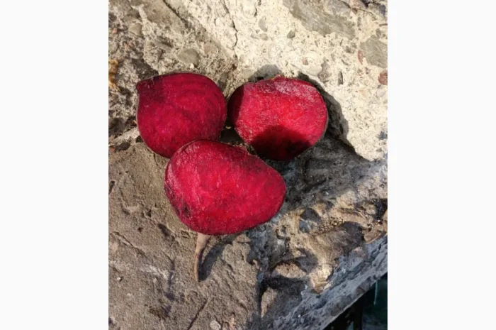 Продам буряк столовый RODITTI- фото № 2