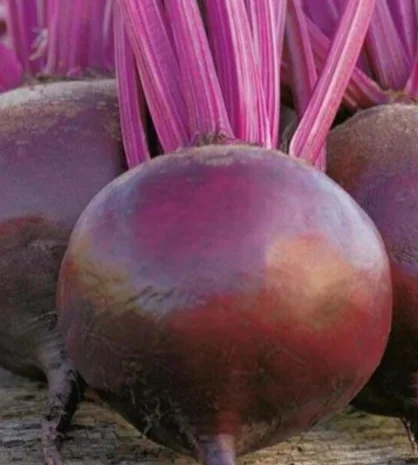 Куплю Буряк столовий Пабло- фото № 1