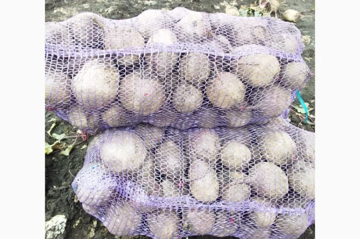 Продаж буряка сорту Пабло- фото № 1