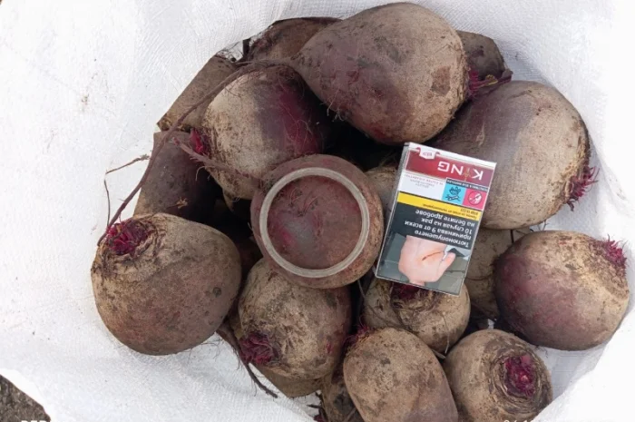 Продаж буряка столового Монті- фото № 1