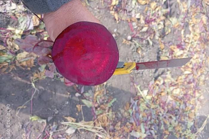 Продаж буряка столового Монті- фото № 9