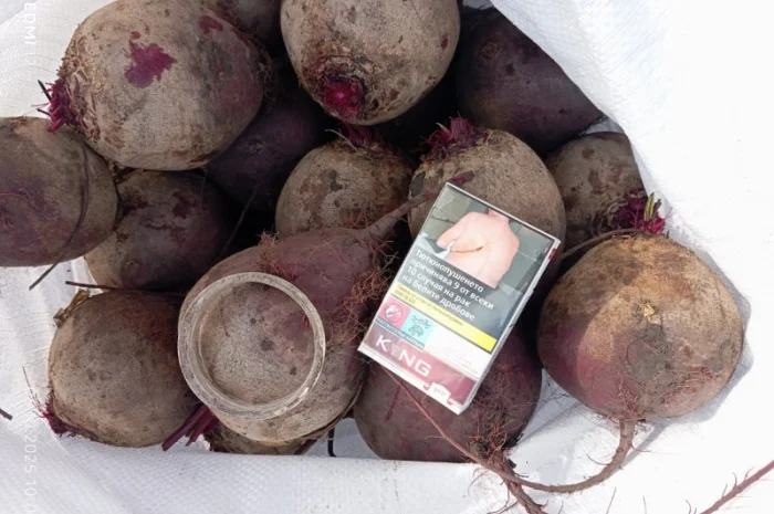 Продаж буряка столового Монті- фото № 2