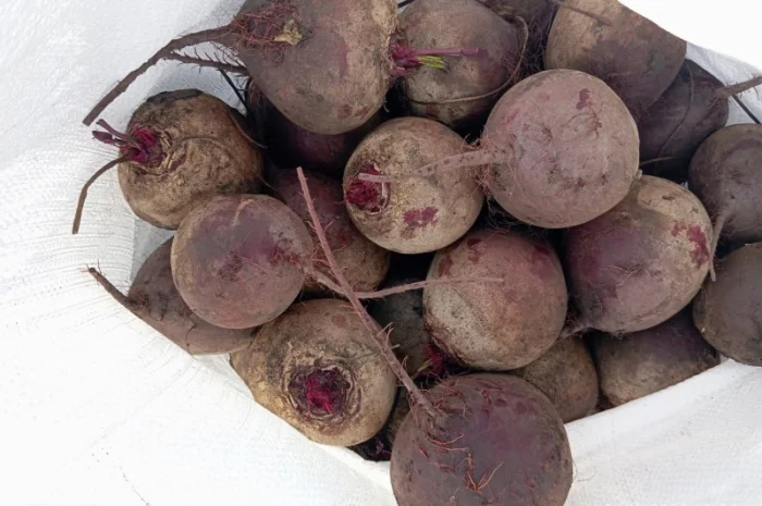 Продаж буряка столового Монті- фото № 3