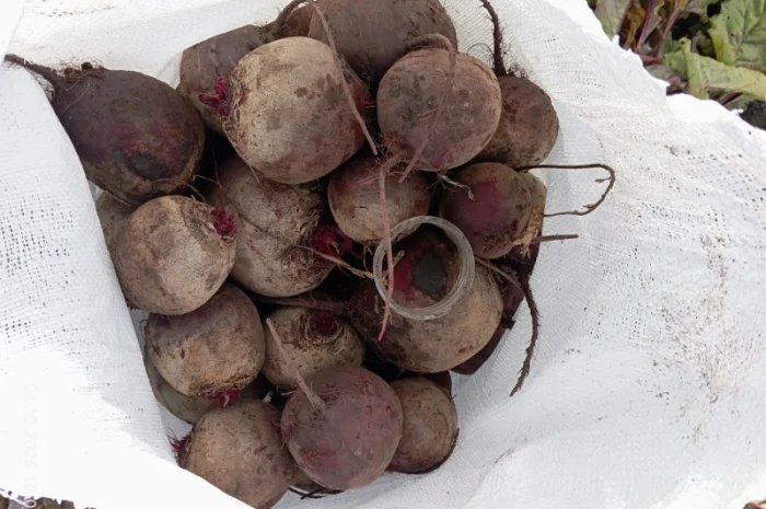 Продаж буряка столового Монті- фото № 4