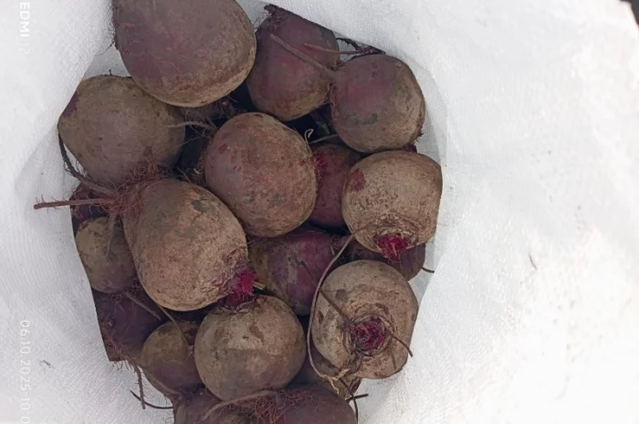 Продаж буряка столового Монті- фото № 5