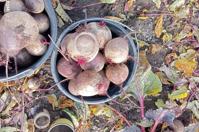 Продаж буряка столового Монті- фото № 6