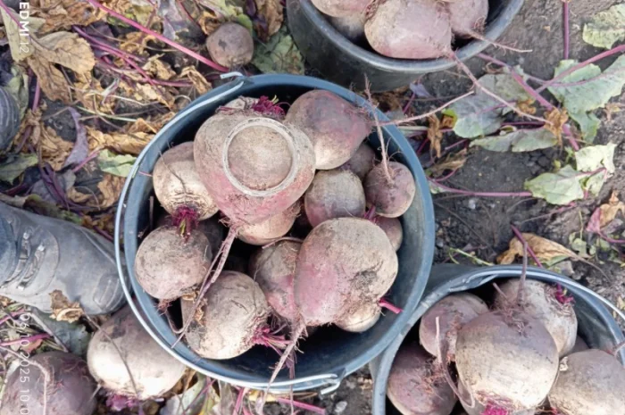 Продаж буряка столового Монті- фото № 7