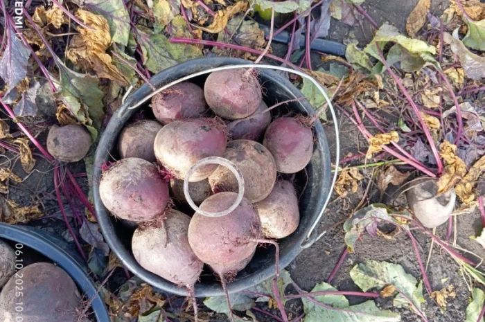 Продаж буряка столового Монті- фото № 8