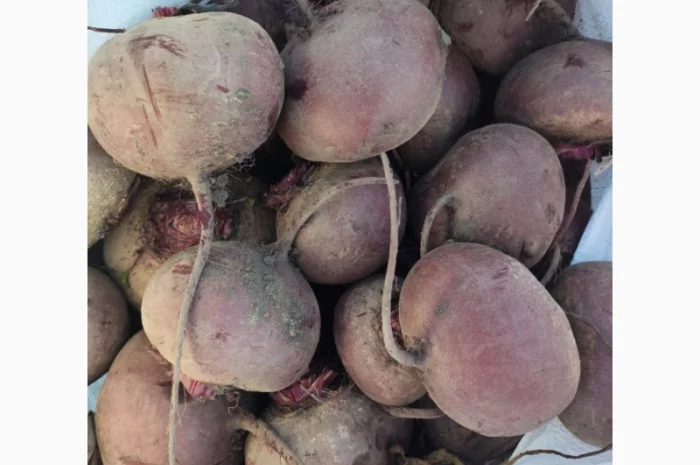 Продаж буряка сорту Зеппо- фото № 1
