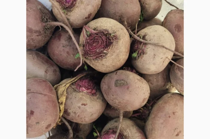 Продаж буряка сорту Зеппо- фото № 2