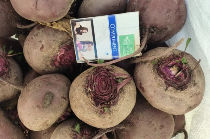 Продаж буряка сорту Зеппо- фото № 3