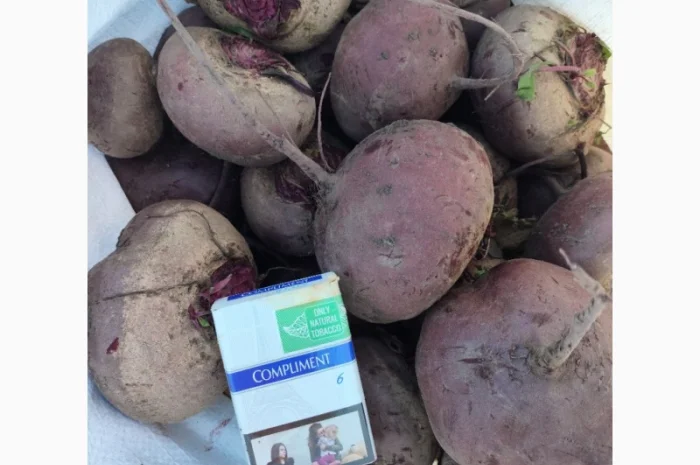 Продаж буряка сорту Зеппо- фото № 4