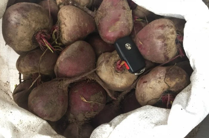 Продажа свеклы Пабло и Детроит оптом- фото № 1