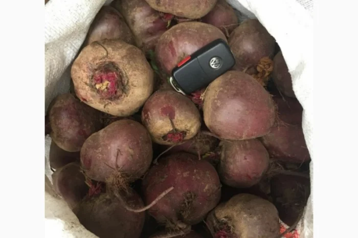 Продажа свеклы Пабло и Детроит оптом- фото № 2