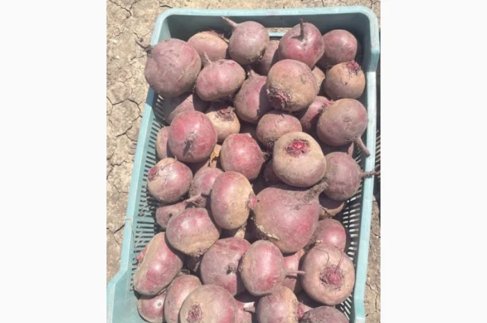 Продажа Буряк сортов ВоданF1, ПаблоF1, БоханF1- фото № 1